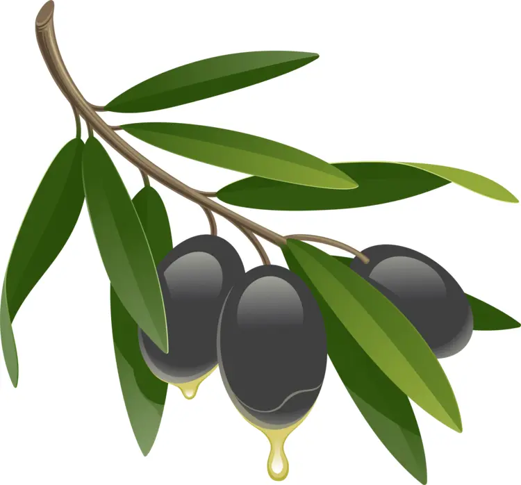 Black Olives on Branch