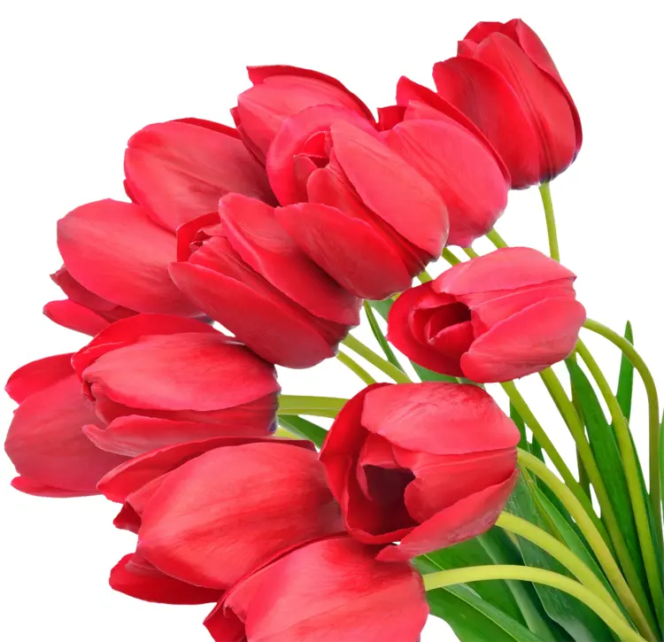 Lovely Red Tulips