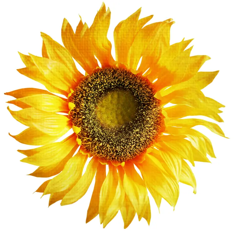 Golden Yellow Sunflower