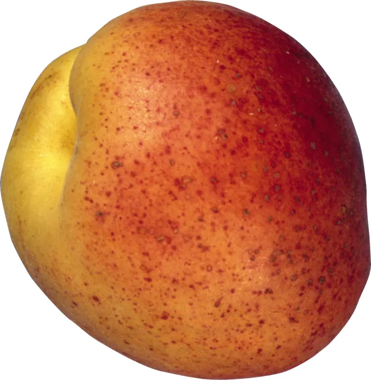 Speckled Ripe Peach
