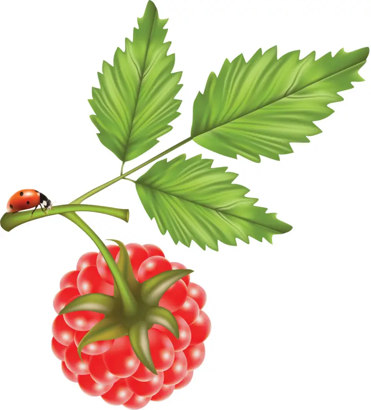 Juicy Raspberry with Leaf