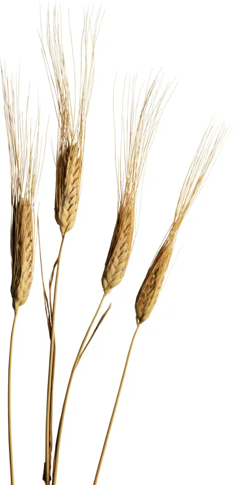 Golden Wheat Stalks for Harvest