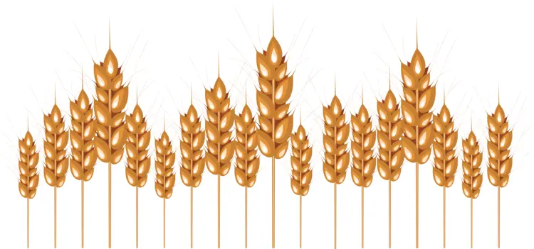 Golden Wheat Ears in a Field