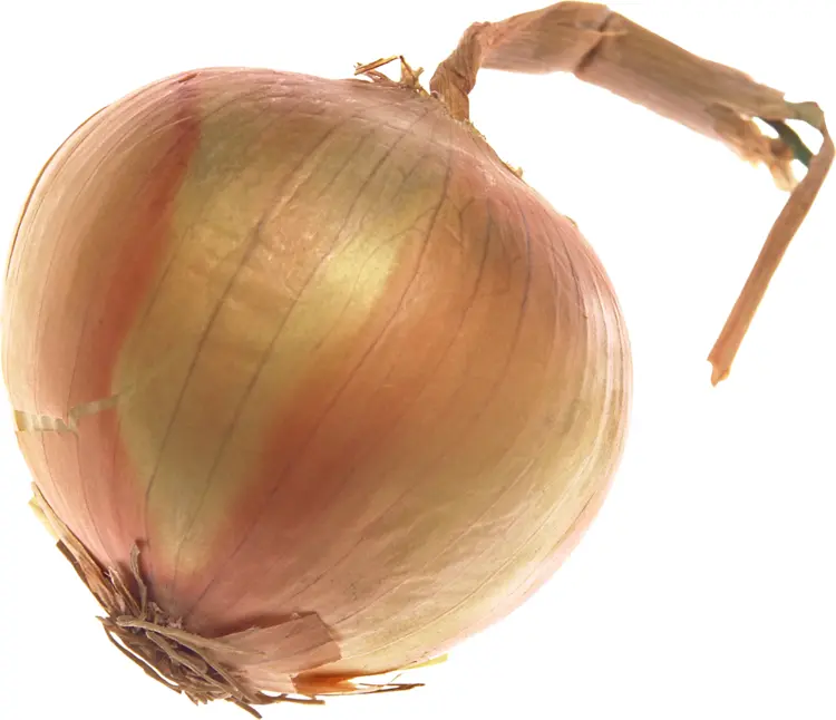 Single Yellow Onion with Root
