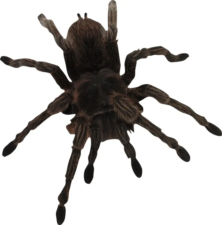 Hairy Tarantula with Long Legs