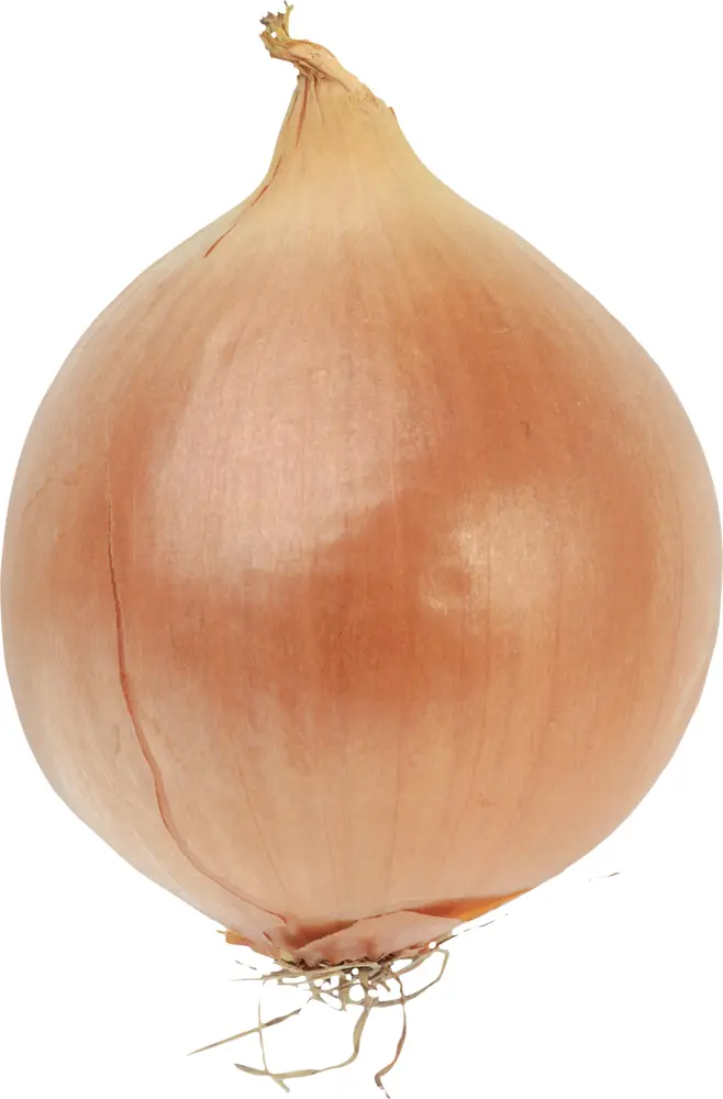 Single Yellow Onion