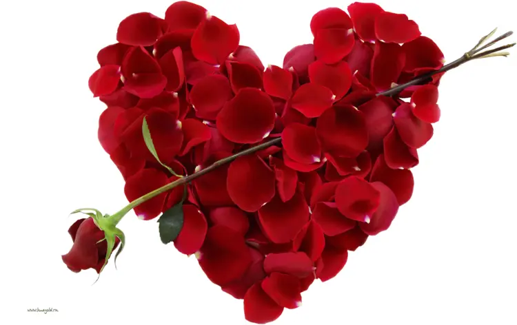 Heart Made of Rose Petals