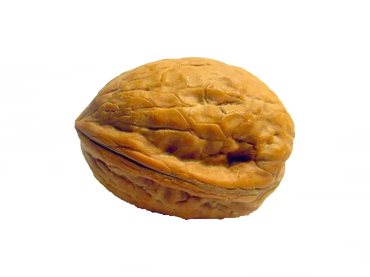 Whole Walnut in Shell