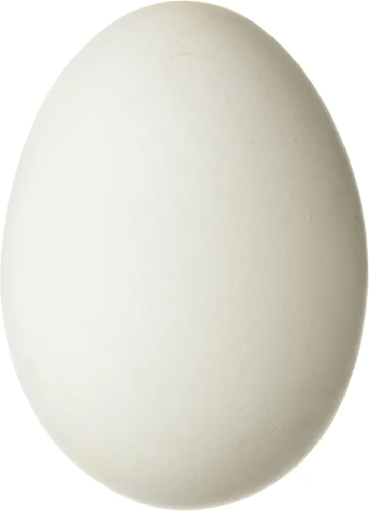 Fresh White Egg