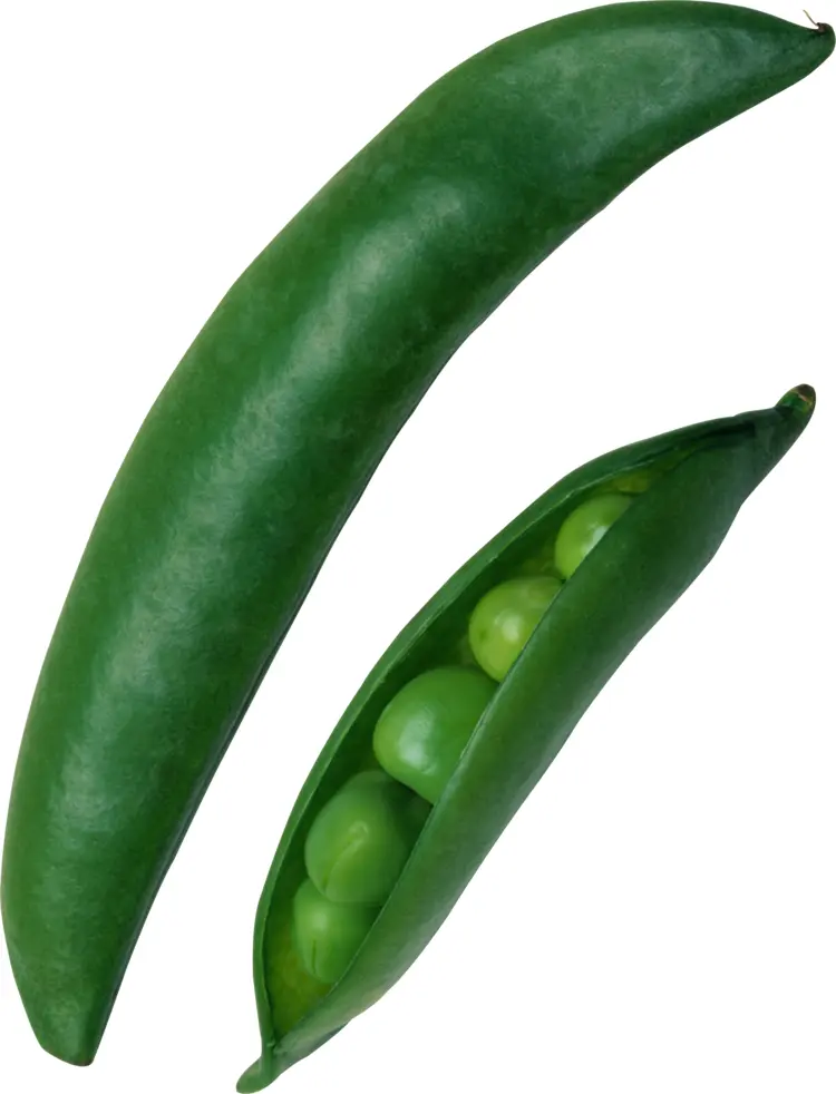 Fresh Green Peas in Pod