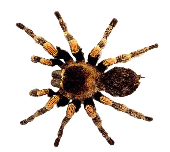 Black and Orange Tarantula Spider