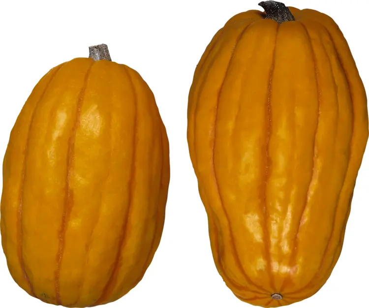 Two Yellow Pumpkins