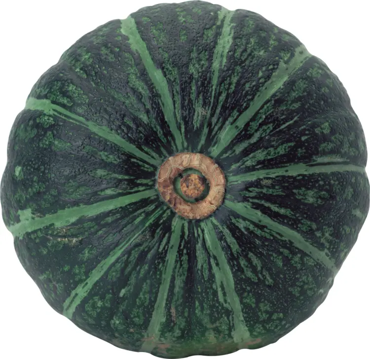 Green Pumpkin with Stripes