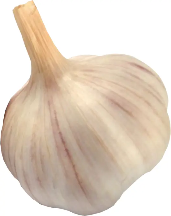 White Garlic Bulb
