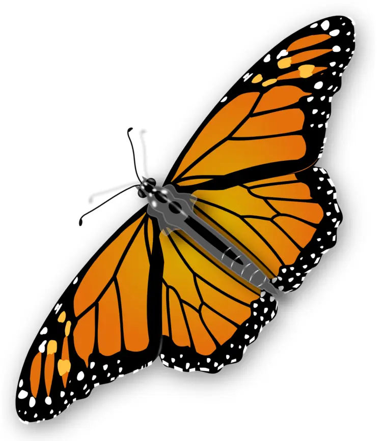 Orange Butterfly Illustration