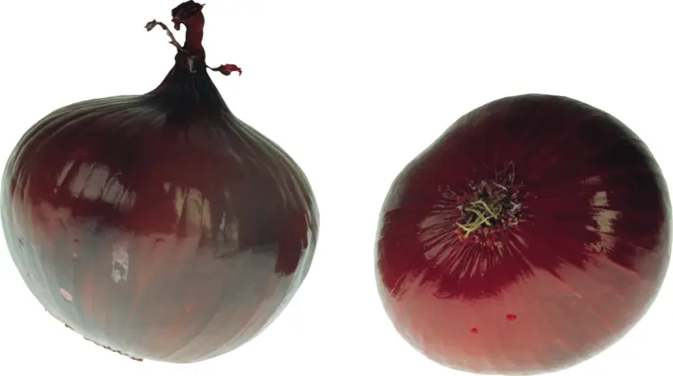 Red Onions on Transparent Background