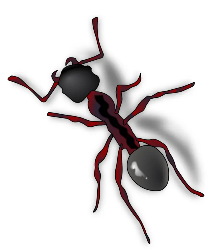 Red and Black Ant Illustration