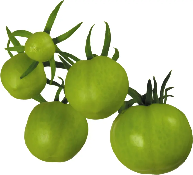 Cluster of Unripe Green Tomatoes