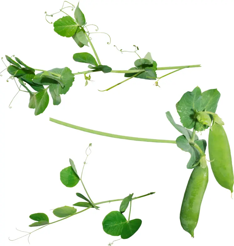 Green Pea Plant with Pods