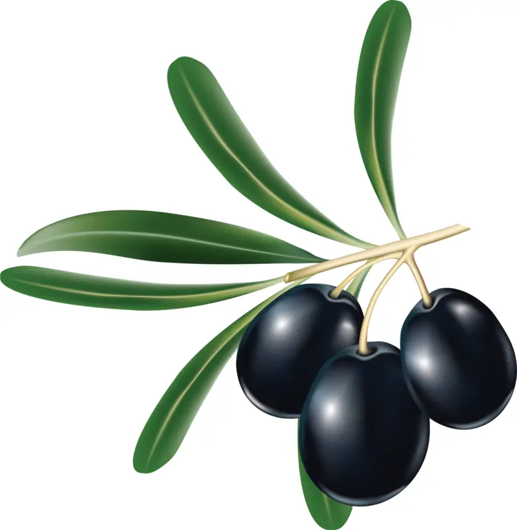 Black Olives with Green Leaves