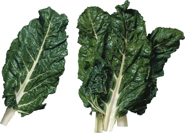 Fresh Swiss Chard Leaves