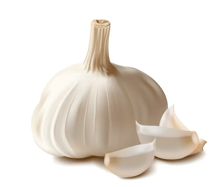 Garlic Bulb with Cloves