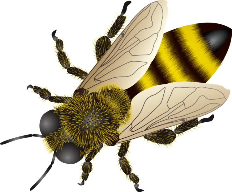 Yellow and Black Bee Illustration