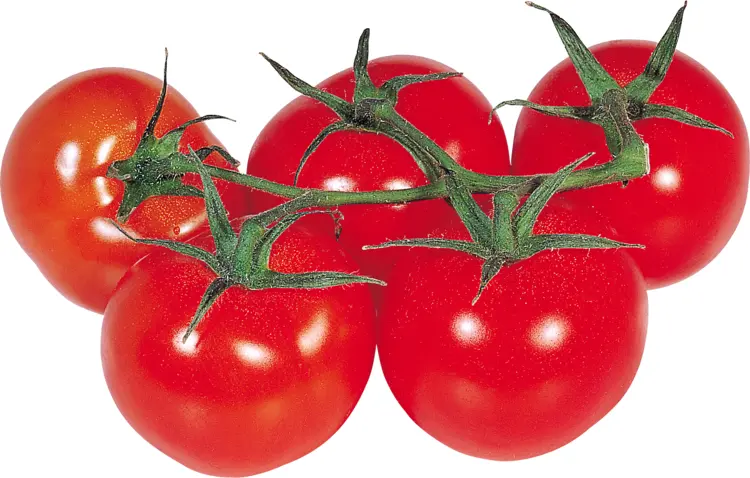 Fresh Tomatoes on Vine