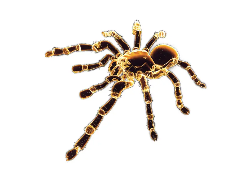 Hairy Tarantula Spider