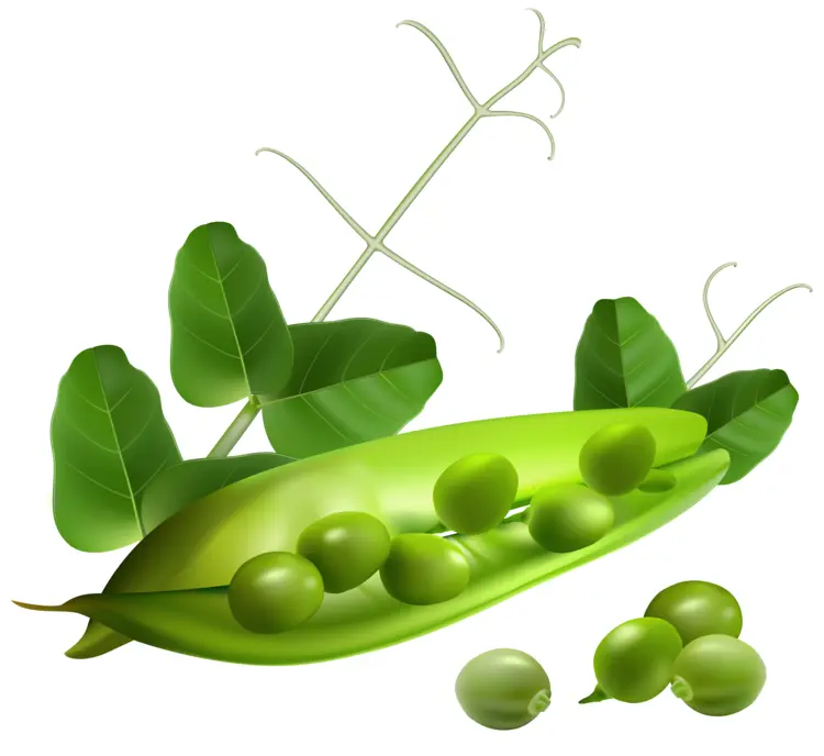 Green Peas with Leaves