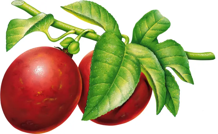 Red Plums on Branch with Leaves