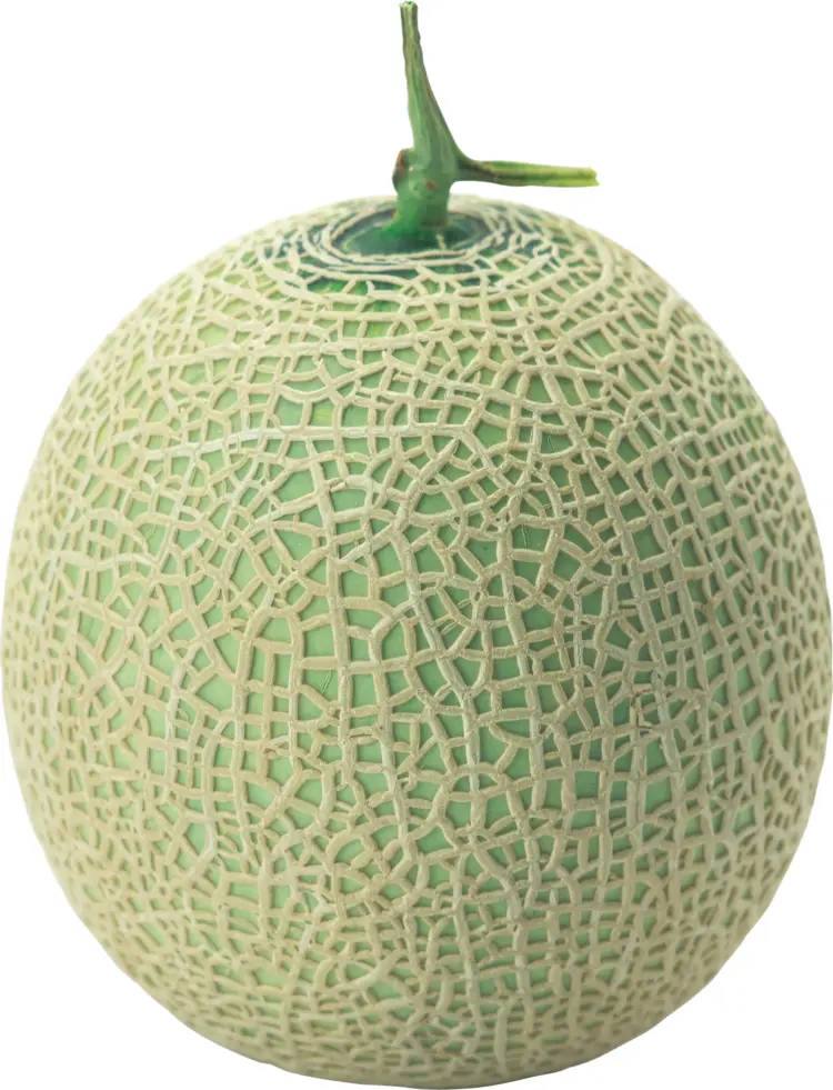 Whole Green Melon with Netting