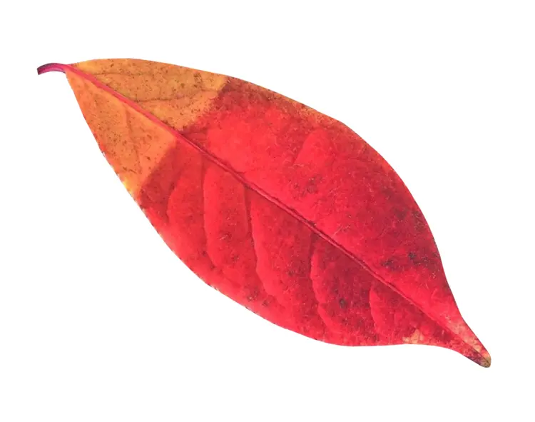 Vibrant Red Autumn Leaf