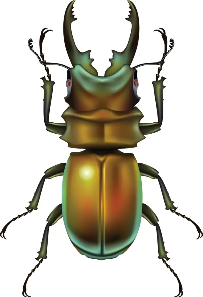 Stag Beetle with Horns