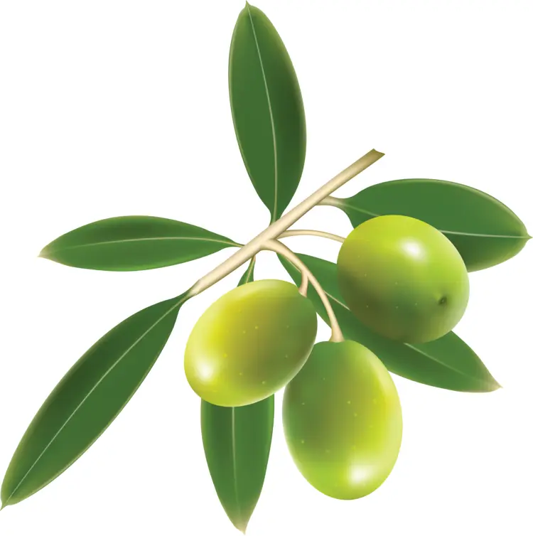 Green Olives on Branch with Green Leaves