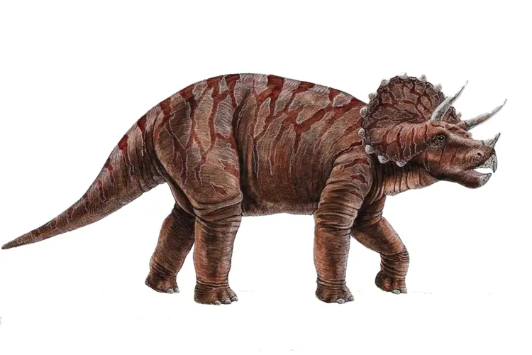 Triceratops with Three Horns