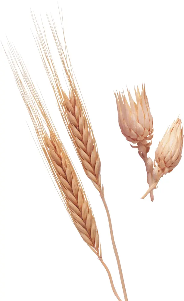 Golden Wheat Stalks
