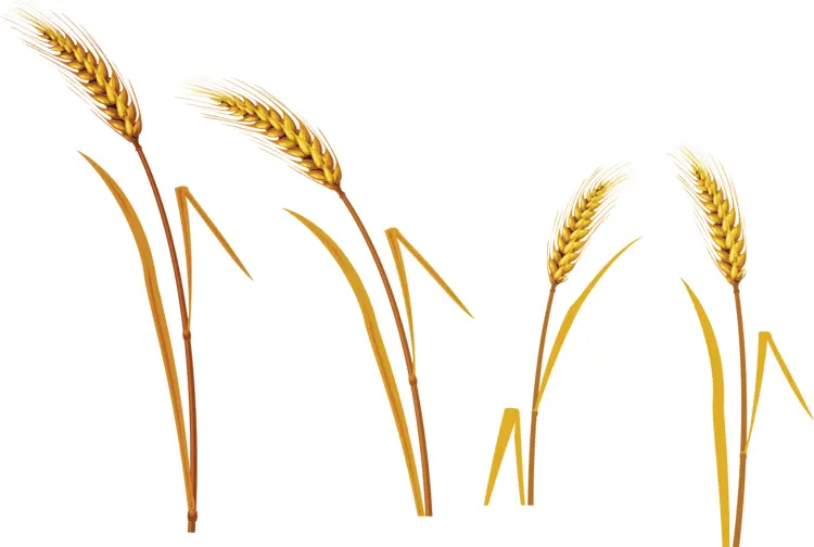 Golden Wheat Stalks Illustration