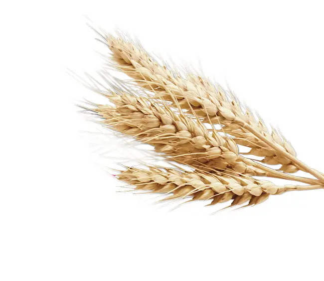 Yellow Wheat Illustration for Harvest Concept