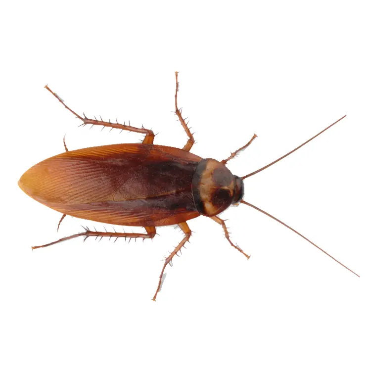 Brown Cockroach with Antennae