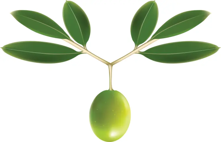 Green Olive with Branch and Leaves