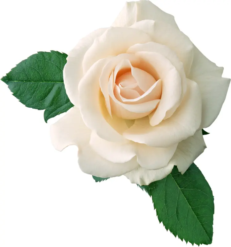 White Rose with Green Leaves