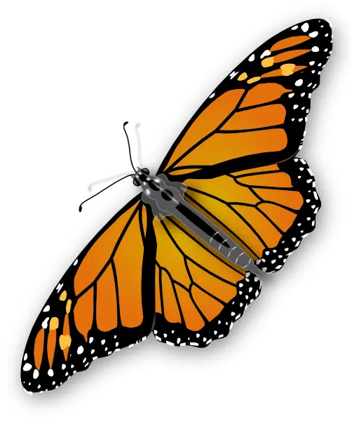 Orange Butterfly Cartoon Illustration