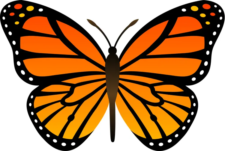 Bright Orange Butterfly