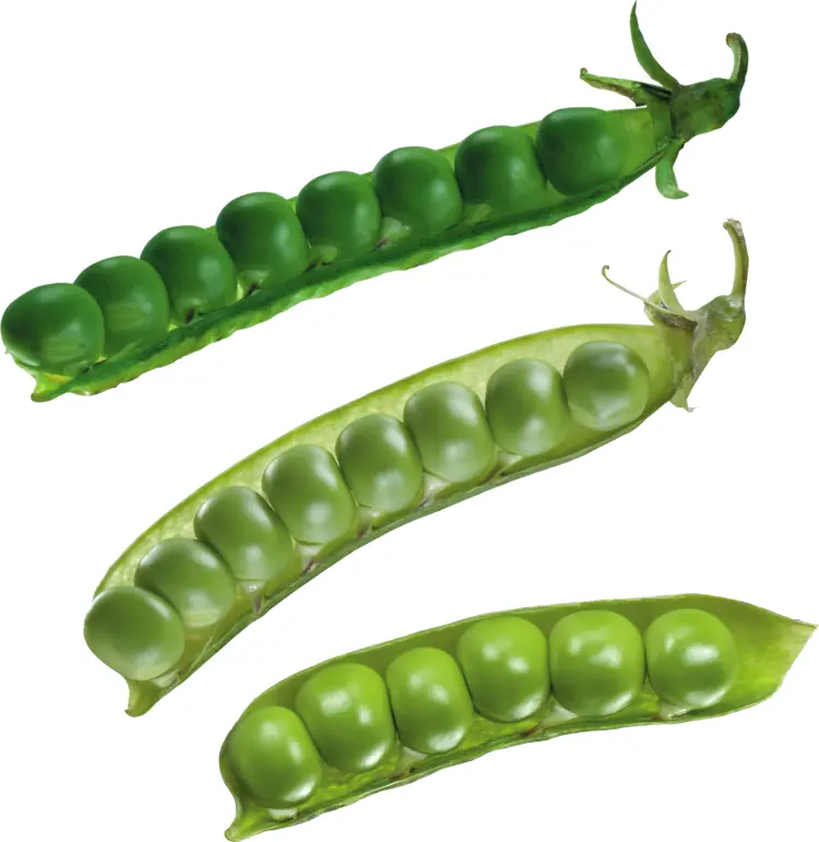 Green Pea Pods