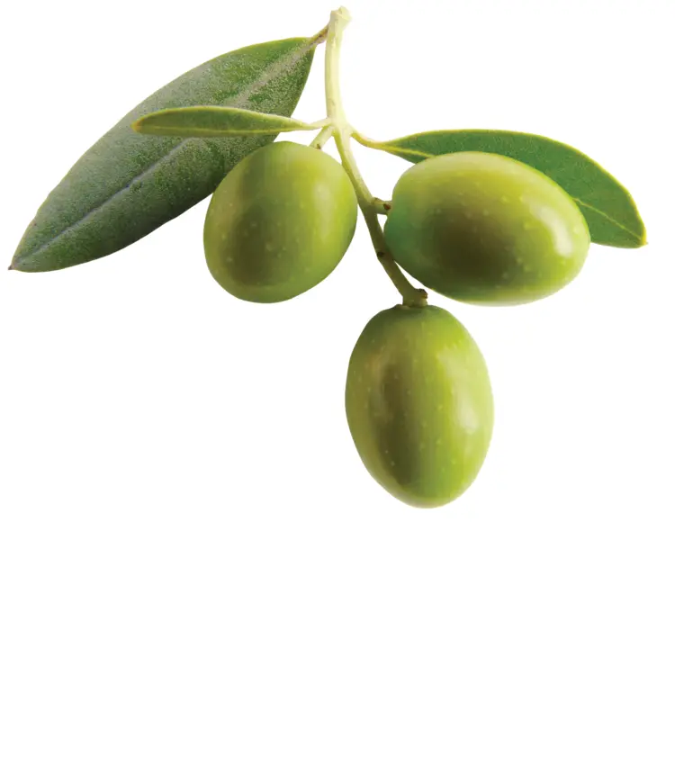 Green Olives on Branch with Leaves