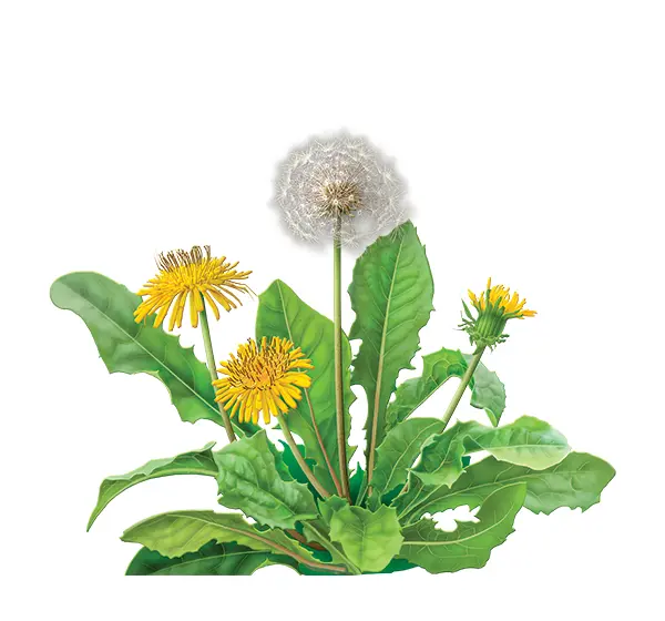 Yellow Dandelion Flowers with Green Leaves