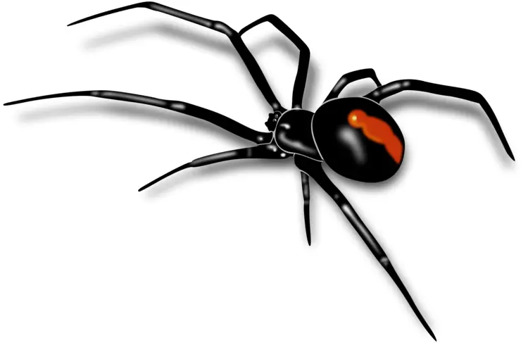 Black Widow Spider with Red Marking