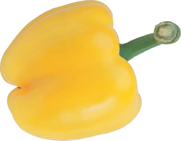 Whole Yellow Bell Pepper for Culinary Use