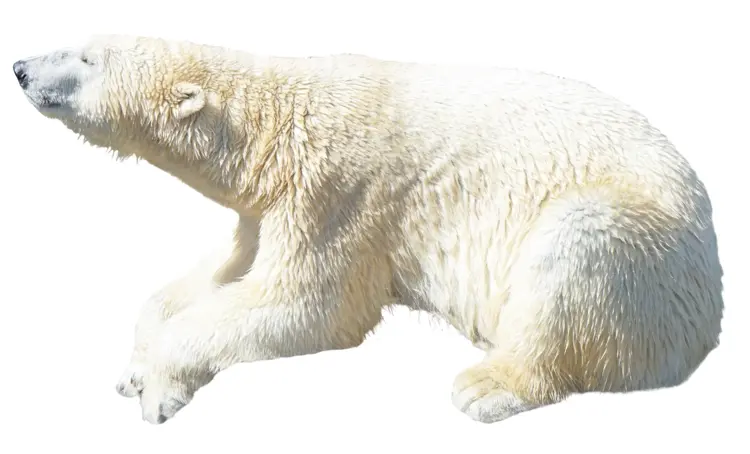Majestic Polar Bear in the Arctic